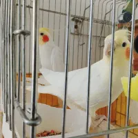 جفت عروس هلندی بالغ|پرنده|گلپایگان, |دیوار