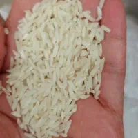 برنج هاشمی درجه یک