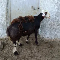 قوچ افشاری یک ساله