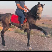 اسب نریون کره عقاب شریفی