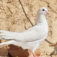 جوجه  کفتر  تضمینی|پرنده|قلعه نو, |دیوار