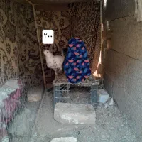 ۵ عدد کبوتر|پرنده|جرقویه, |دیوار