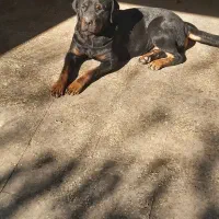 سگ ماده رتوایلر برای فروش|سگ|قائم‌شهر, |دیوار