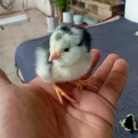 جوجه گلین پنگونی اصل