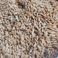 بذر گندم و جو آبی و دیمی بذر کامیلینا و یونجه وکاه|لوازم جانبی حیوانات|اراک, |دیوار