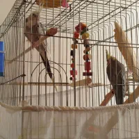 پرنده عروس هلندی