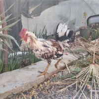 چند عدد خروس گلین