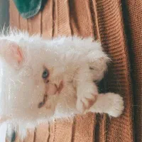 گربه پرشین ردپوینت|گربه|تهران, جوانمردان (اندیشه)|دیوار