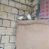 کبوتر کله ای