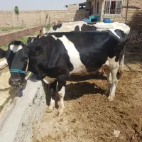 ماده گاو فروشی