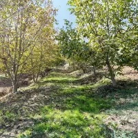 باغ گردو در روستای صفی آباد|فروش زمین و ملک کلنگی|دوزین, |دیوار