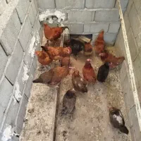 مرغ  جوان محلی