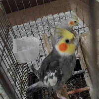 پرنده طوطی عروس هلندی