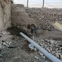 سگ خراسانی ادمی