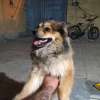 سگ گمشده محدوده ملک شهر خیابان آزادگان|حیوانات|اصفهان, ناصرخسرو|دیوار