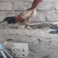 خروس نسل دار مغاوضه|حیوانات مزرعه|ایرانشهر, |دیوار