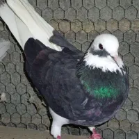 کبوتر ارزان|پرنده|کوهی‌خیل, |دیوار