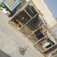 تورمرغی قفس تیر وتخته