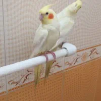 عروس هلندی|پرنده|تهران, مشیریه|دیوار