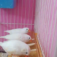 تعدادی فنچ بالغ و جوجه به فروش میرسد|پرنده|مشهد, سمزقند|دیوار