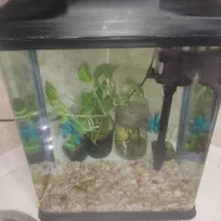 اکواریوم
