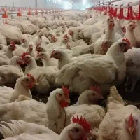 نیازمند سرمایه