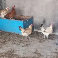 مرغ‌جوان‌آینده دار