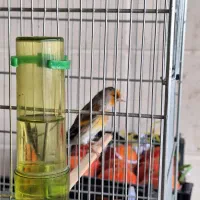 سهرقناری ابلغ داغسر|پرنده|دزفول, |دیوار