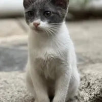 گربه ۳ ماهه