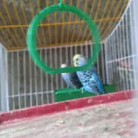 مرغ عشق باتمام وسایل|پرنده|ایرانشهر, |دیوار