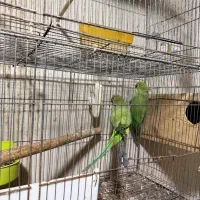 طوطی ملنگو|پرنده|امامزاده عبدالله, |دیوار