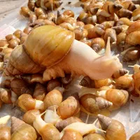 حلزون اچاتینا