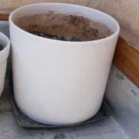 گلدان سفال|گل و گیاه طبیعی|قم, مهدیه|دیوار