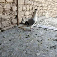 نرخوشرنگ جوان فروشی۴۰۰تومان|پرنده|نجف‌آباد, یزدانشهر|دیوار