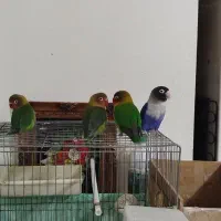 پرنده|پرنده|کوهدشت, |دیوار