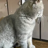 گربه اسکاتیش فولد خالص|گربه|بوکان, |دیوار