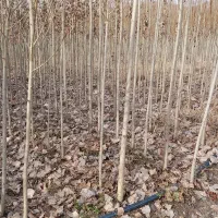 نهالستان درخت چنار و صنوبر