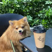 فروش سگ پامر خوب با تراکم بالا و زیبا سایز کوچک