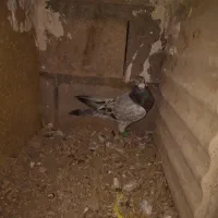 کفتر
