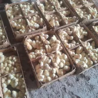 جوجه گوشتی نژاد راس ۳۰۸ نژاد سنگین|حیوانات مزرعه|تهران, شهر‌زیبا|دیوار