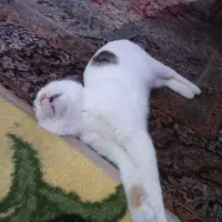 سرگرمی حیوانات