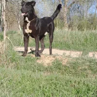 واگذاری سگ سرابی پامر