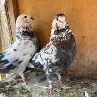 کفتر