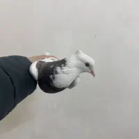 کفتر طوقی ماده