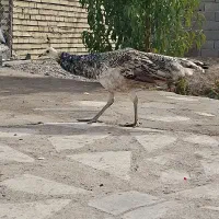 طاووس نژاد خوب