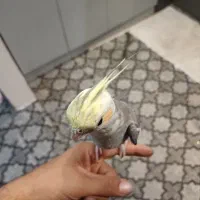 عروس هلندی سخنگوی