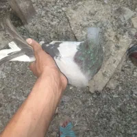 کبوتر پر دم سفید قارایی سفید
