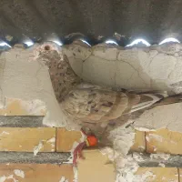 کبوتورسروردرچناران