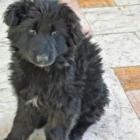 ژرمن بلک ماده