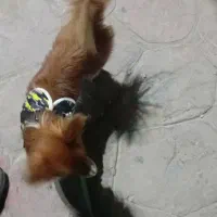 پامرعروسکی